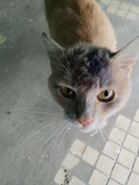 Найден красивый персиковый котик в Лыткарино фото 6