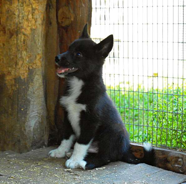 Щенки русско европейской лайки в Челябинске фото 6