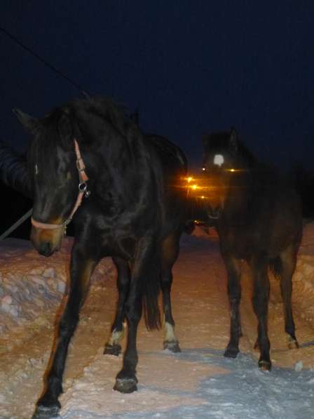 Кобыла в Белгороде фото 6