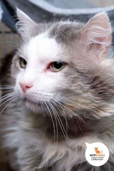 Кот Малевич в Москве фото 3