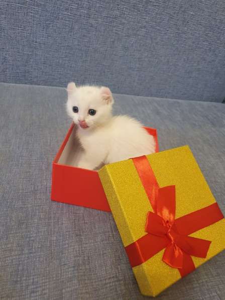 Котята породы Кинкалоу в Санкт-Петербурге фото 6