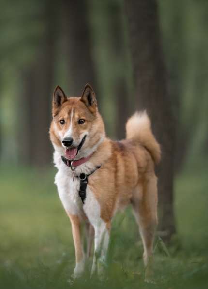 Мистер лучезарная улыбка Янтарь ищет дом в Москве фото 6