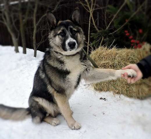 Очаровательный щенок Грей в добрые руки в Москве фото 4