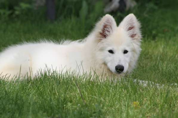 Щенки БШО в Москве фото 20