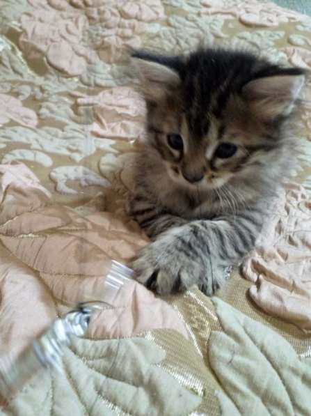 Котёнок в добрые руки - девочка, 1,5 месяца в Раменское