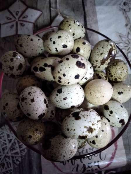 Мясо и яйца перепелов домашние в Керчи
