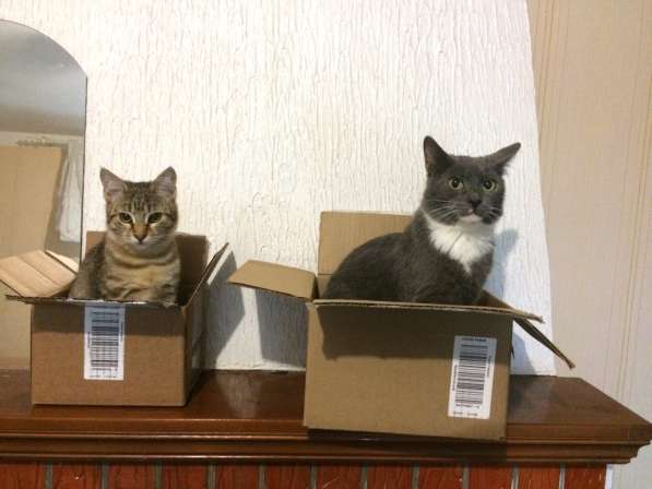 Отдам котят-подростков, девочка и мальчик в Адлере фото 7