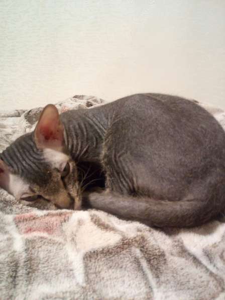 Кот Донской Сфинкс ждёт в гости кошечку на вязку