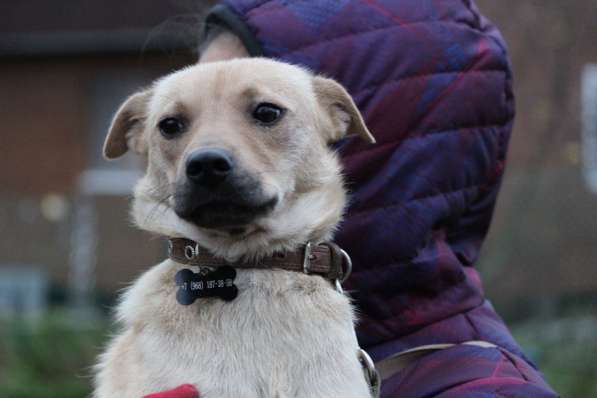 Маленькая лапочка-собачка в Санкт-Петербурге фото 17