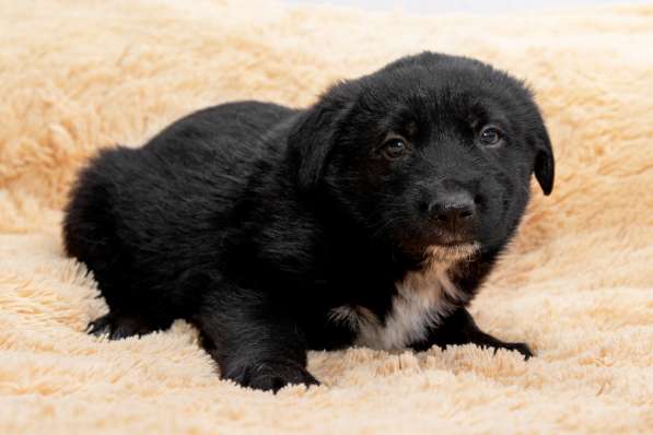 Щенки в дар в Москве фото 10