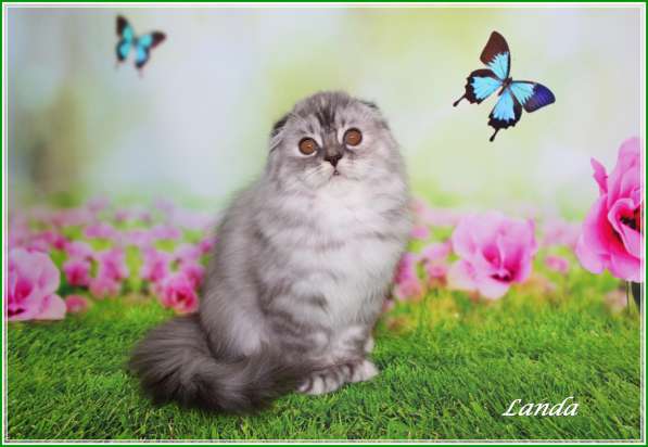 Девочка хайленд страйт в Санкт-Петербурге фото 10