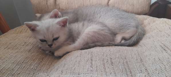 Британские короткошерстные котята в Хабаровске фото 3