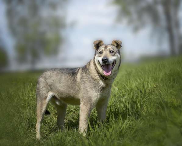 Милый оптимист Джек ищет дом в Москве фото 11