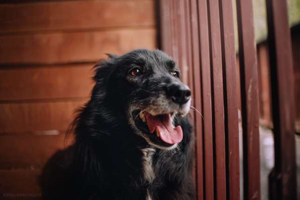 Весёлая, ласковая Чукча ищет семью в Москве фото 16