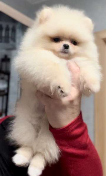 Померанский шпиц. Мини, мелкий стандарт в 