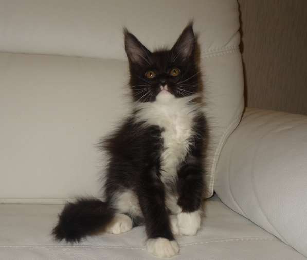 Ламборджини кошечка мейн кун в Москве фото 24