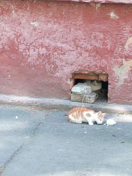 Нашли кошку и двух котятами срочно отдать здоровые ухожаные в Санкт-Петербурге