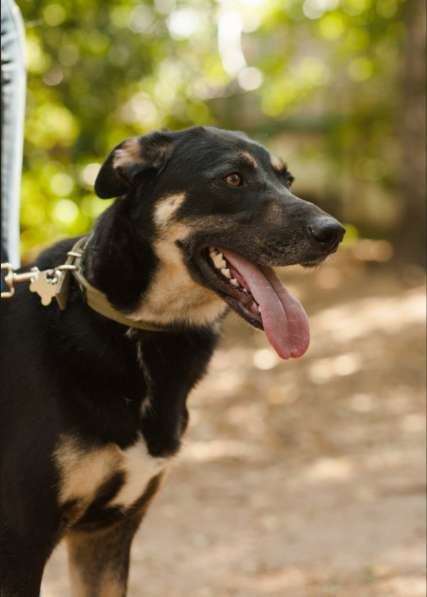 Молодой и нежный Блэк ищет семью в Москве фото 12