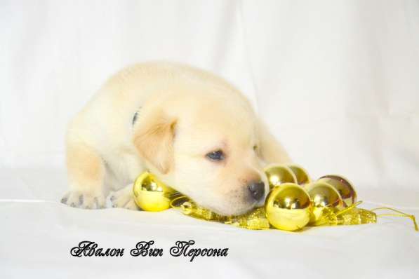 Щенки лабрадора из питомника в Белгороде фото 29