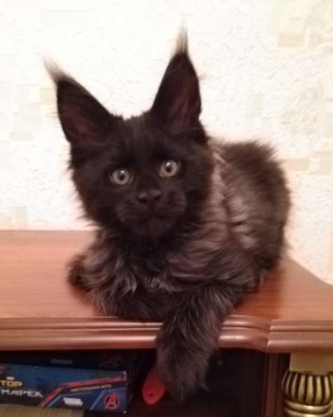 Шикарный черный котенок мейн-кун, 2,5 мес от Евро Чемпионов в Москве фото 6