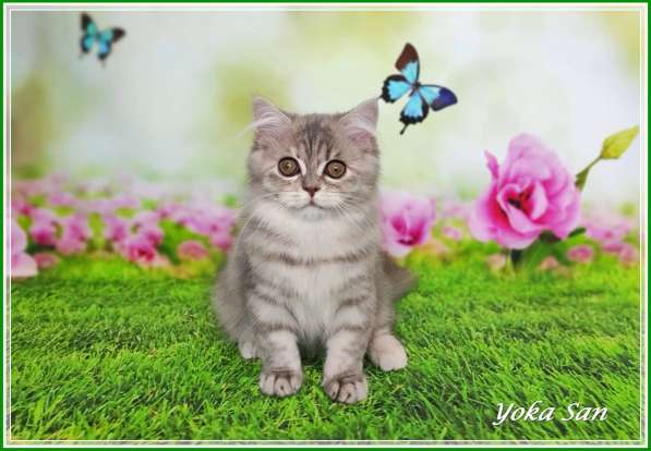 Девочка хайленд страйт в Санкт-Петербурге фото 4