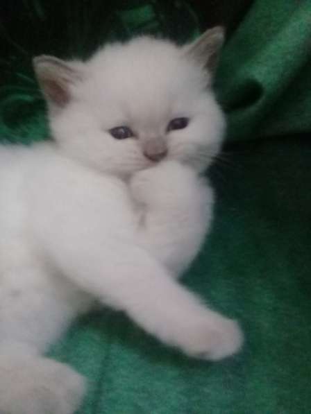 Шотландские котята в Санкт-Петербурге фото 22