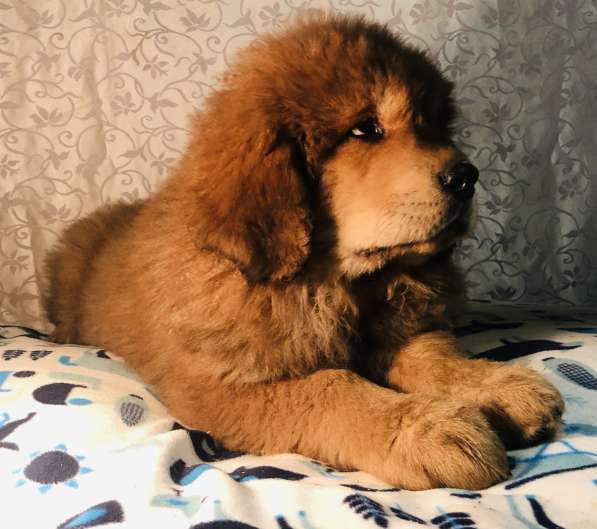 Тибетский мастиф щенки в Твери фото 8