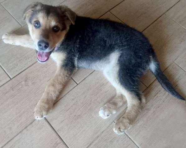 Классный щенок