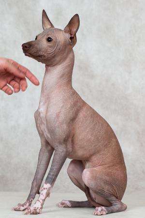 Девочка мексиканская голая мини в Москве фото 3