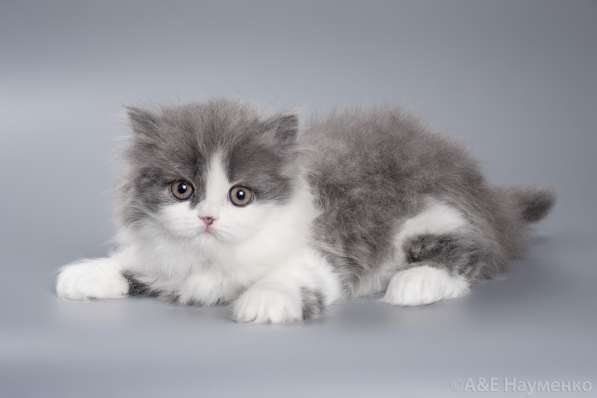 Британская длинношерстная кошечка Глория в Ярославле фото 7