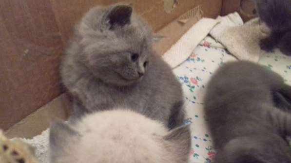 Британские комочки в Калининграде фото 10