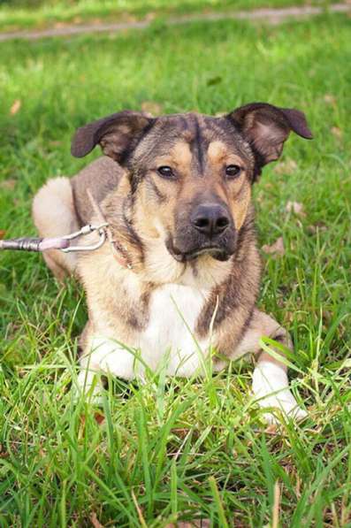 Молодой, жизнерадостный пёс Бим в Москве фото 65