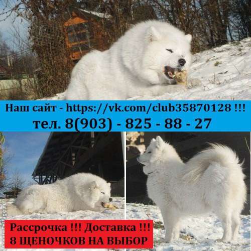 Щеночки супер очаровашки Самоедская лайка в Сыктывкаре