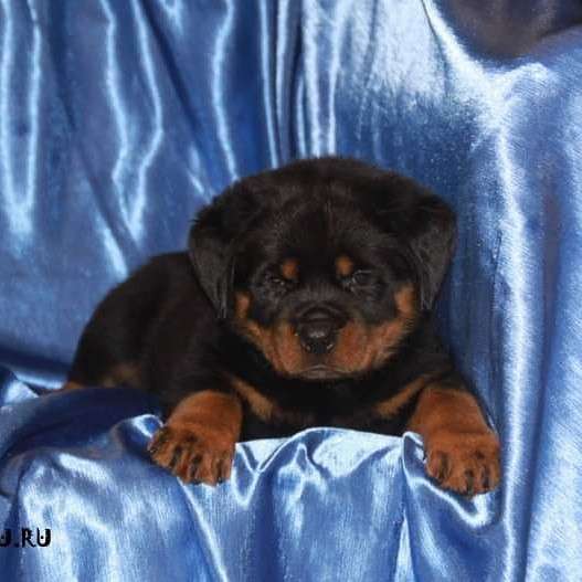 Ротвейлер мальчик топ-класса в Самаре фото 4