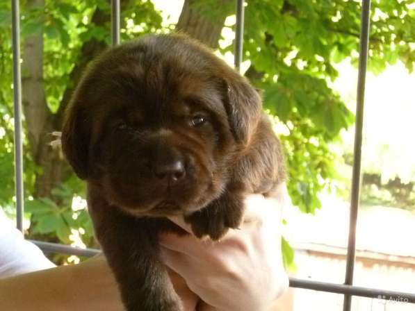 Сладкий шоколад в Саратове фото 10