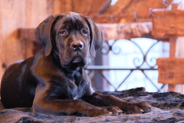 Cane Corso puppies в Астрахани