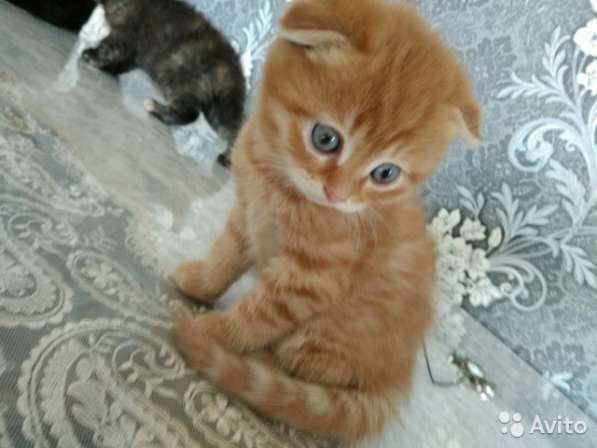 Котята вислоухие и прямоухие в Костроме фото 9
