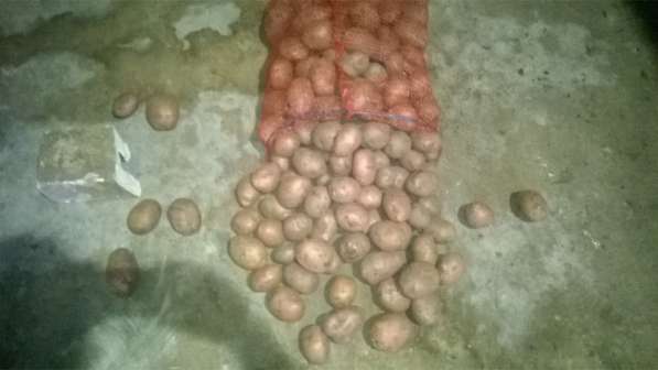 Картофель продовольственный оптом в Чебоксарах фото 4