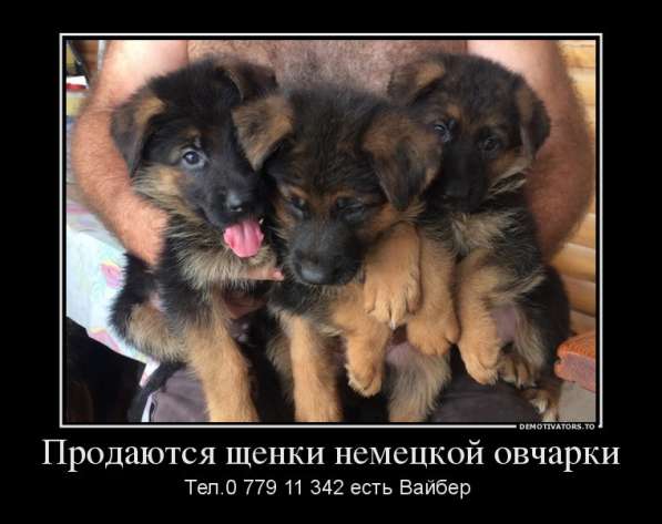 Продаются щенки немецкой овчарки! в фото 8