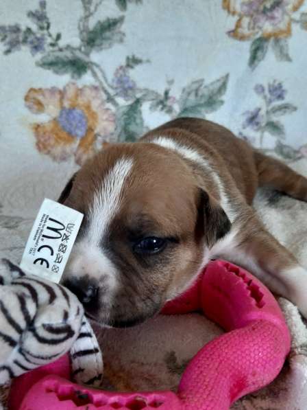 Милые мальчики и девочки Амстаффа резерв ркф в Москве фото 16