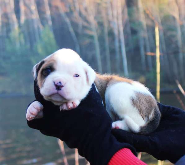 Американские бульдоги в Москве фото 3