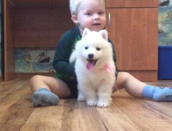 Красивые белоснежные и черно-белые хаски