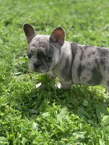 French bulldog