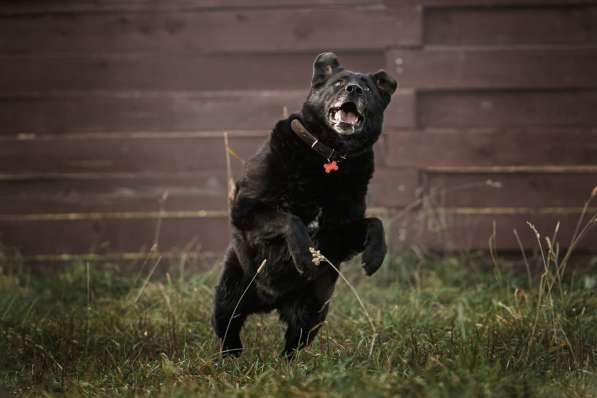 Полкан - заслуживающий самого лучшего хозяина пес в Москве фото 4