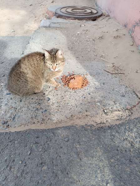 Кошечка ласковая в Улан-Удэ фото 6