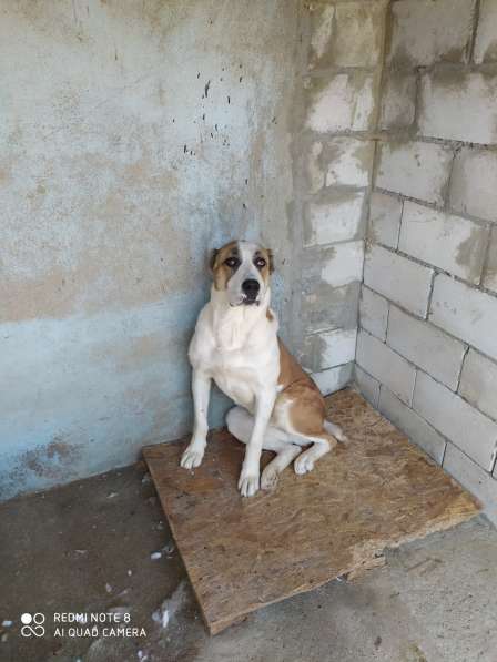 Продам собаку алабай 2 года и 6 месяцев в 