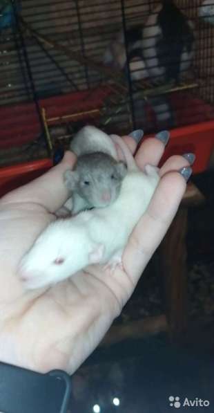 Крысятки дамбо в Муроме фото 3
