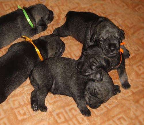 Щенки миттельшнауцера