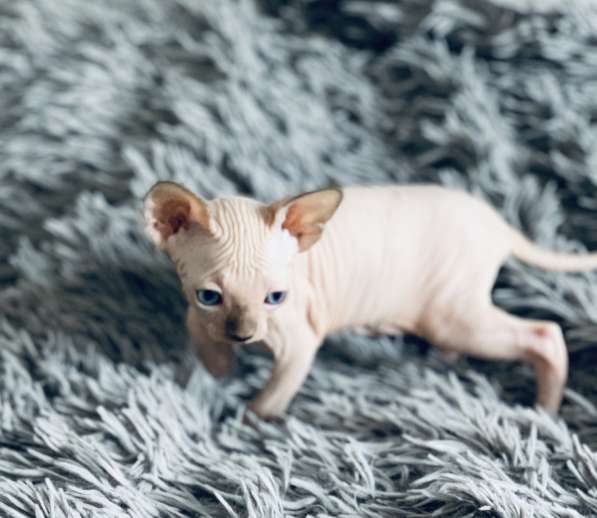 Sphynx Малышка сфинкс Female Dwelf LL CHOCOLATE в Москве фото 3