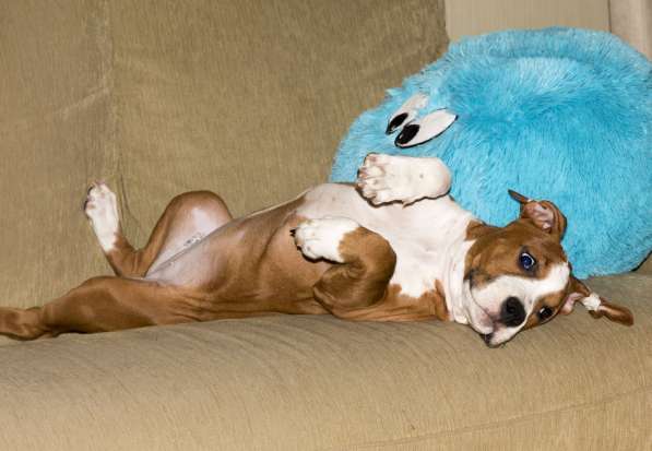 Щенки амстаффа в Санкт-Петербурге фото 4